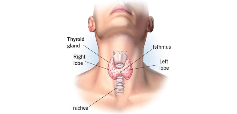 Thyroid